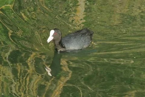 Fulica atra atra, Eurasian coot, Hermalle-sous-Argenteau, Belgium Stock Photos