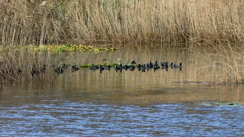 Fulica atra, Common coot birds in the reeds on the lake Stock-Footage 166322891