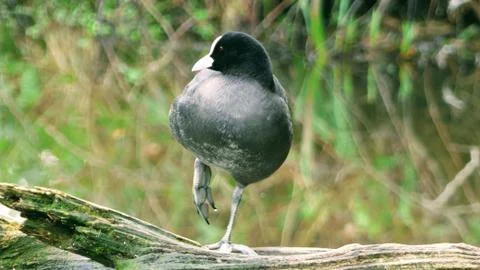 Fulica atra - eaurasian coot standing one legged on a log 写真素材