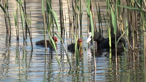 Fulica atra feeds coot chicks Stock Footage 160826912