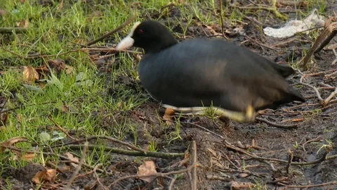 Fulica atra Video stock 123726911