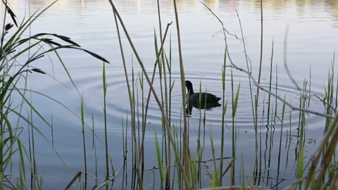 Fulica atra Stock Footage 194037685