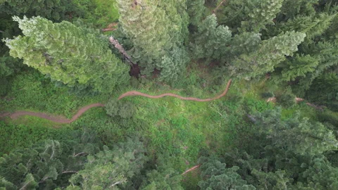 Full Aerial Descent, Straight-Down View of Empty Hiking Trail in Forest 库存影片 224946238