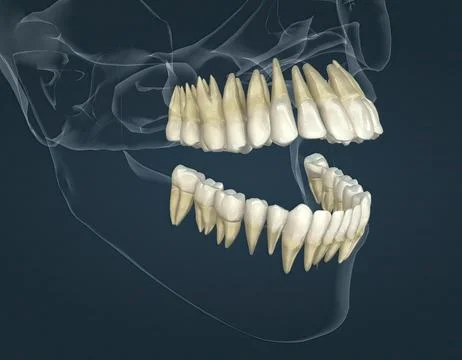 Full anatomy upper and lower teeth Stock Illustration