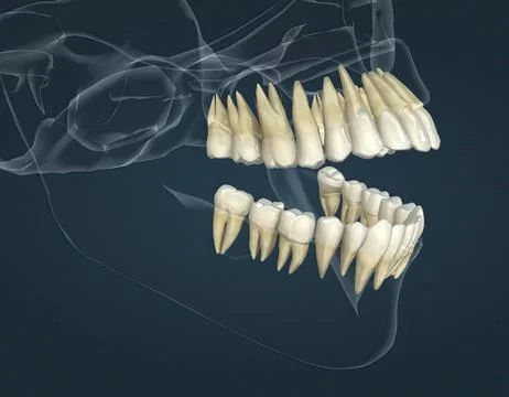 Full anatomy upper and lower teeth Stock Illustration