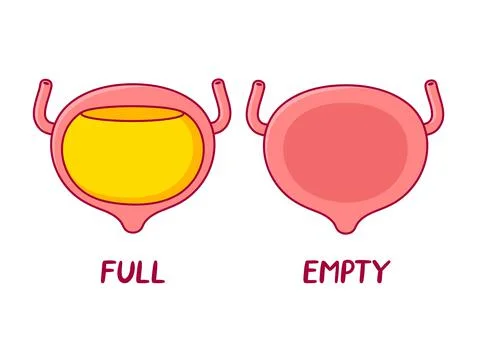 Full and empty human bladder organ. Vector flat line cartoon illustration icon Stock Illustration
