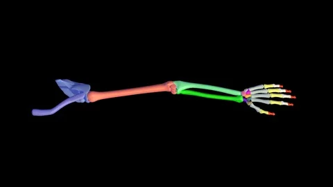 FULL ARM SKELETON ANIMATION Vídeos de archivo 73777322