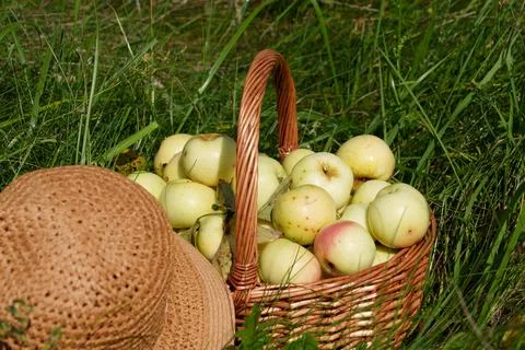 Full basket of apples Fotos Stock