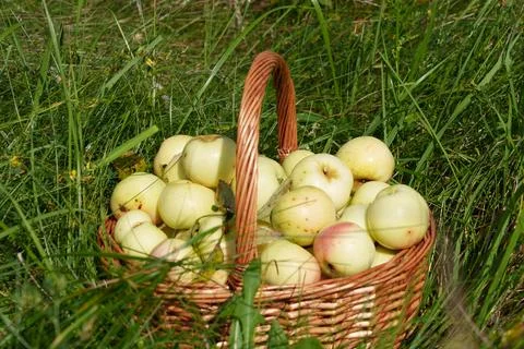 Full basket of apples 스톡 사진