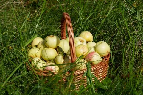 Full basket of apples Stock-Fotos