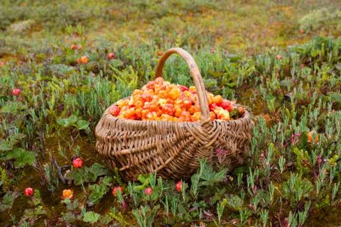 Full basket of cloudberry Stock Photos