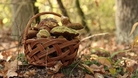 Full basket of mushrooms in the forest Video stock 347316083