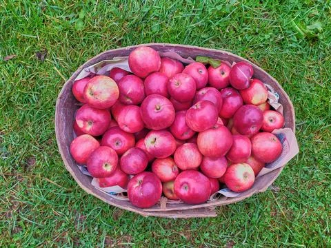 Full basket of red apples on a background of green grass Stock Photos