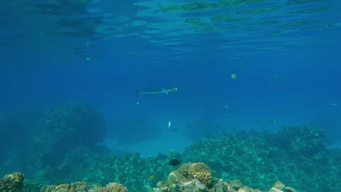 Full Beak with open mouth swims at cleaning station, two Cleaner Wrasse clean Stock-Footage 339969780