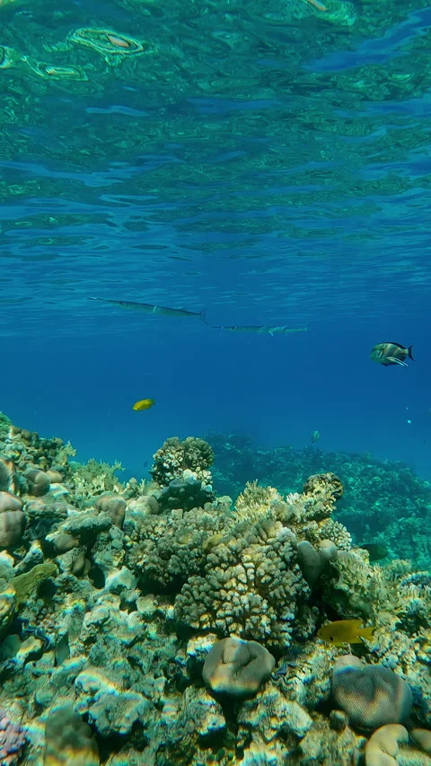Full Beak with Red Sea Clown Surgeon together swims at cleaning station, Stock Footage 345680694