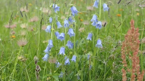 Full of bearded Bellflowers. Full frame meadow Video stock 125133396