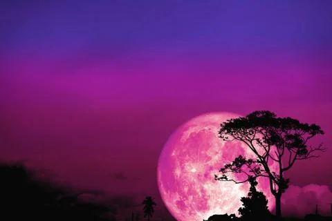 Full Beaver moon back over silhouette tree in field on night sky Stock Photos