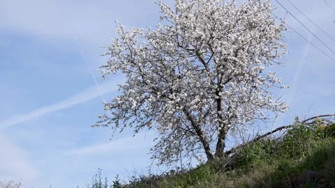 Full Bloom Almond Tree Against Blue Sky Stock Footage 267030700