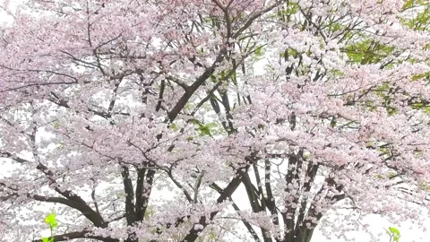 Full Bloom Cherry Blossoms and Cherry Blossom Snow Video stock 327568058