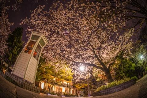 Full bloom of cherry blossoms and Yokohama Motomachi phone box Stock Photos