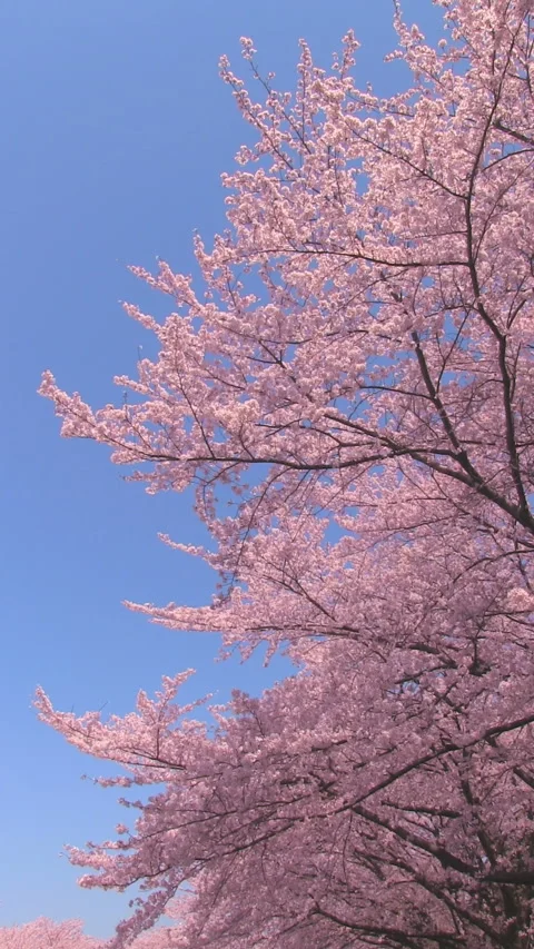 Full Bloom Cherry Blossoms Video stock 327473770