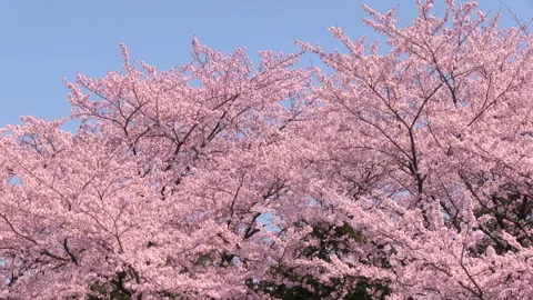 Full Bloom Cherry Blossoms Stock Footage 327473924