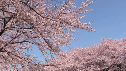 Full Bloom Cherry Blossoms 스톡 동영상 327474040