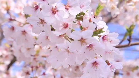 Full Bloom Cherry Blossoms Видео 332482746