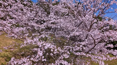 Full Bloom Cherry Blossoms on Mountain Japan Aerial Nature View Stock Footage 336720232