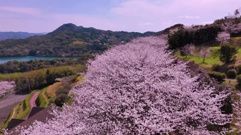 Full Bloom Cherry Blossoms on Mountain Japan Aerial Nature View Stock Footage 336720267