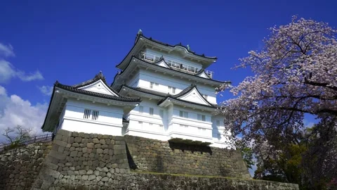 Full Bloom: Cherry Blossoms at Odawara Castle Vidéo 332769102