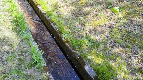 Full bloom cherry blossoms reflected in the flowing water of a weir Stock Footage 325634283