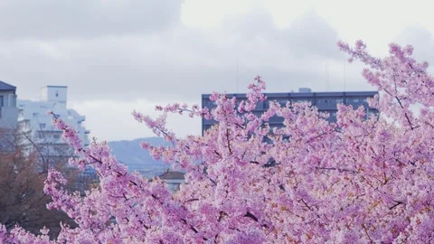 Full Bloom Cherry Blossoms in a Residential Neighborhood in Spring Stock Footage 331142364