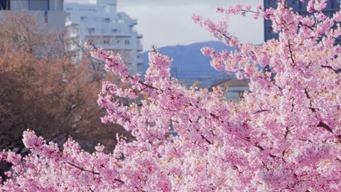 Full Bloom Cherry Blossoms in a Residential Neighborhood in Spring Stock Footage 331142399