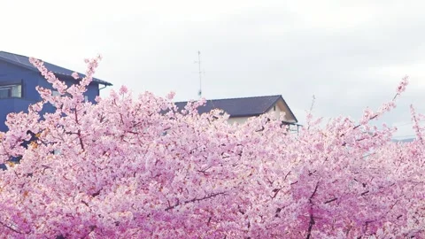 Full Bloom Cherry Blossoms in a Residential Neighborhood in Spring Stock Footage 331787637