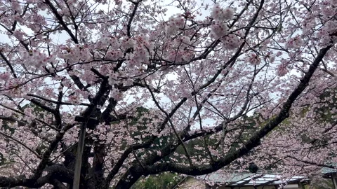 Full bloom cherry blossoms by the temple Stock Footage 222525428