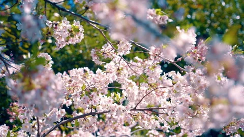 Full Bloom Cherry Blossoms with Vibrant Spring Atmosphere Stock Footage 308114156
