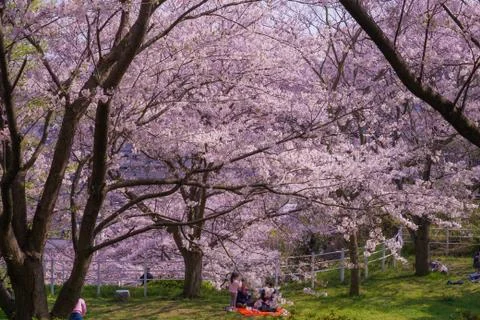 Full bloom of cherry Honmoku summit Park (Yokohama) Stock Photos