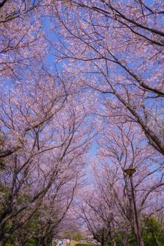 Full bloom of cherry Honmoku summit Park (Yokohama) Stock Photos
