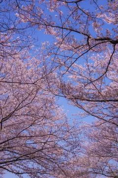 Full bloom of cherry Honmoku summit Park (Yokohama) Stock Photos