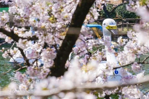 Full bloom of the cherry tree and the duck boat (Inokashira Park) Stock Photos