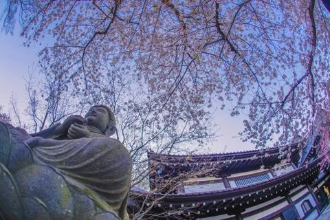 Full bloom of the cherry tree and Kamakura Hasedera landscape Stock Photos