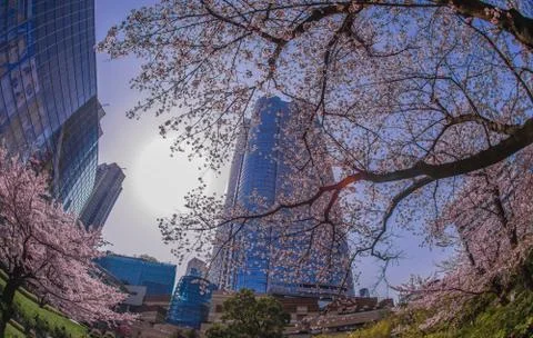Full bloom of the cherry tree and the Roppongi Hills Stock Photos