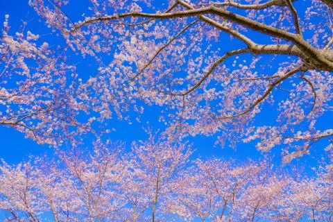 Full bloom of the cherry tree and sunny blue sky (Chofu Airport) Stock Photos