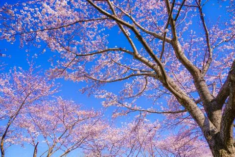 Full bloom of the cherry tree and sunny blue sky (Chofu Airport) Stock Photos
