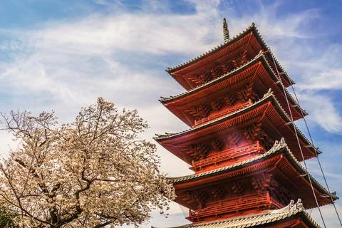  Full bloom of the cherry tree and the five-story pagoda Full bloom of the... Fotos Stock