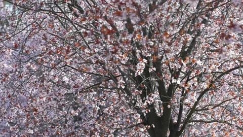 Full Bloom in Dense Orchard Stock Footage 267031345