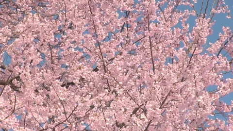 Full Bloom of the Edohigan Cherry Blossoms Stock Footage 327475109