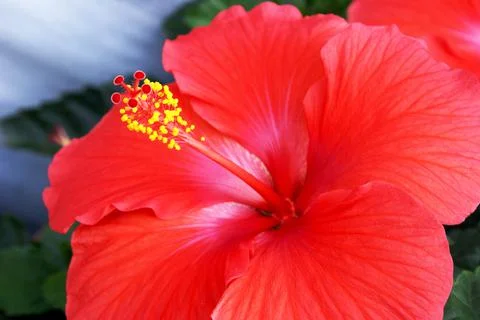 Full Bloom Hibiscus Stock Photos