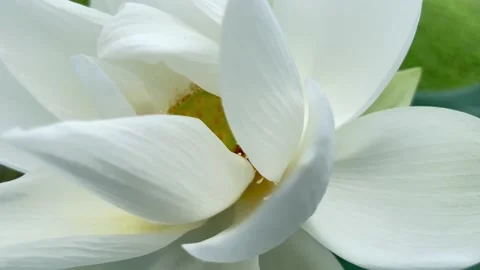 Full bloom lotus flower Stock Footage 172351278